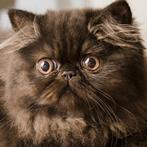 Unherdable Cat